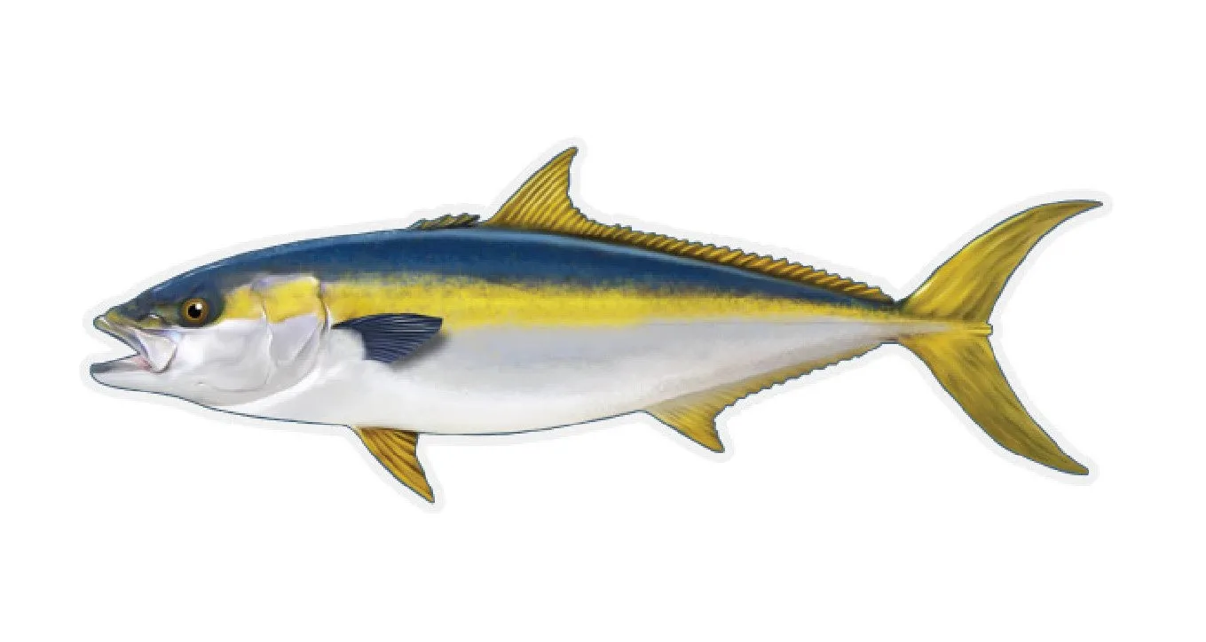 12 inch Fish Decal Stickers Wahoo, Mahi, White Seabass, Yellow Fin Tuna & Many more