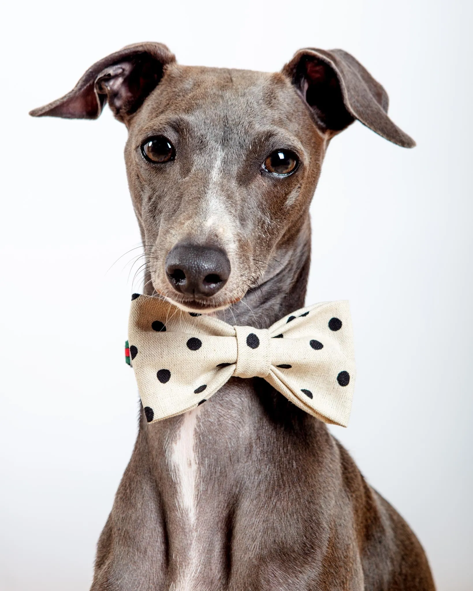 Canvas Dog Bow Tie In Polka Dot<br>(Made in the USA)