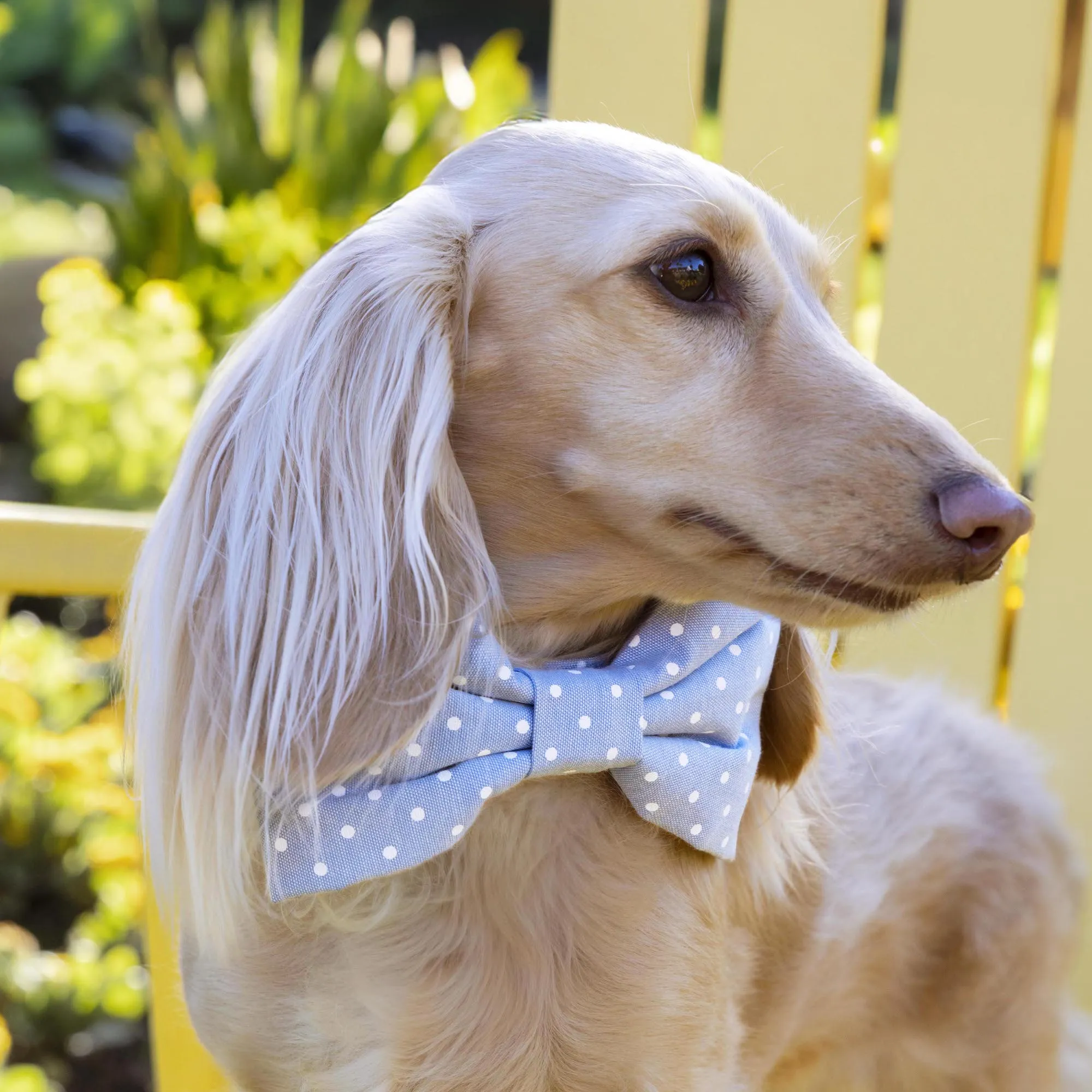 Chambray Dots Dog Bow Tie