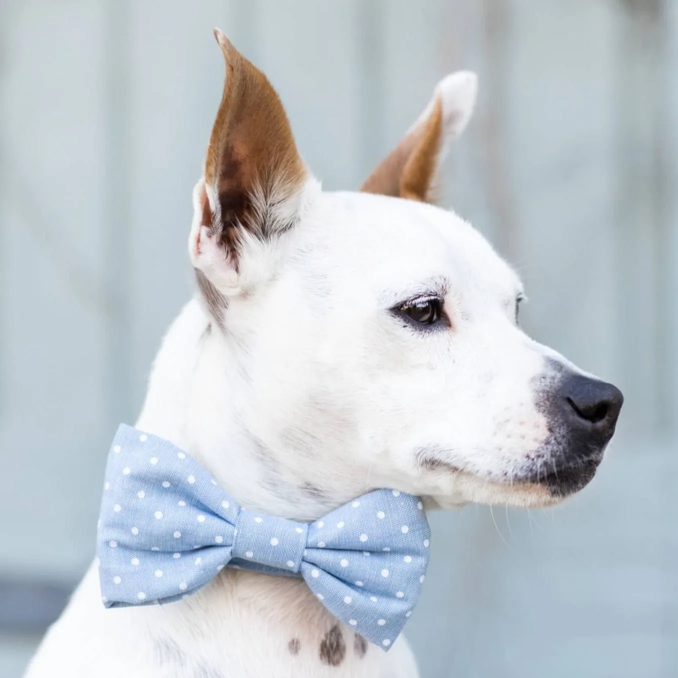 Chambray Dots Dog Bow Tie