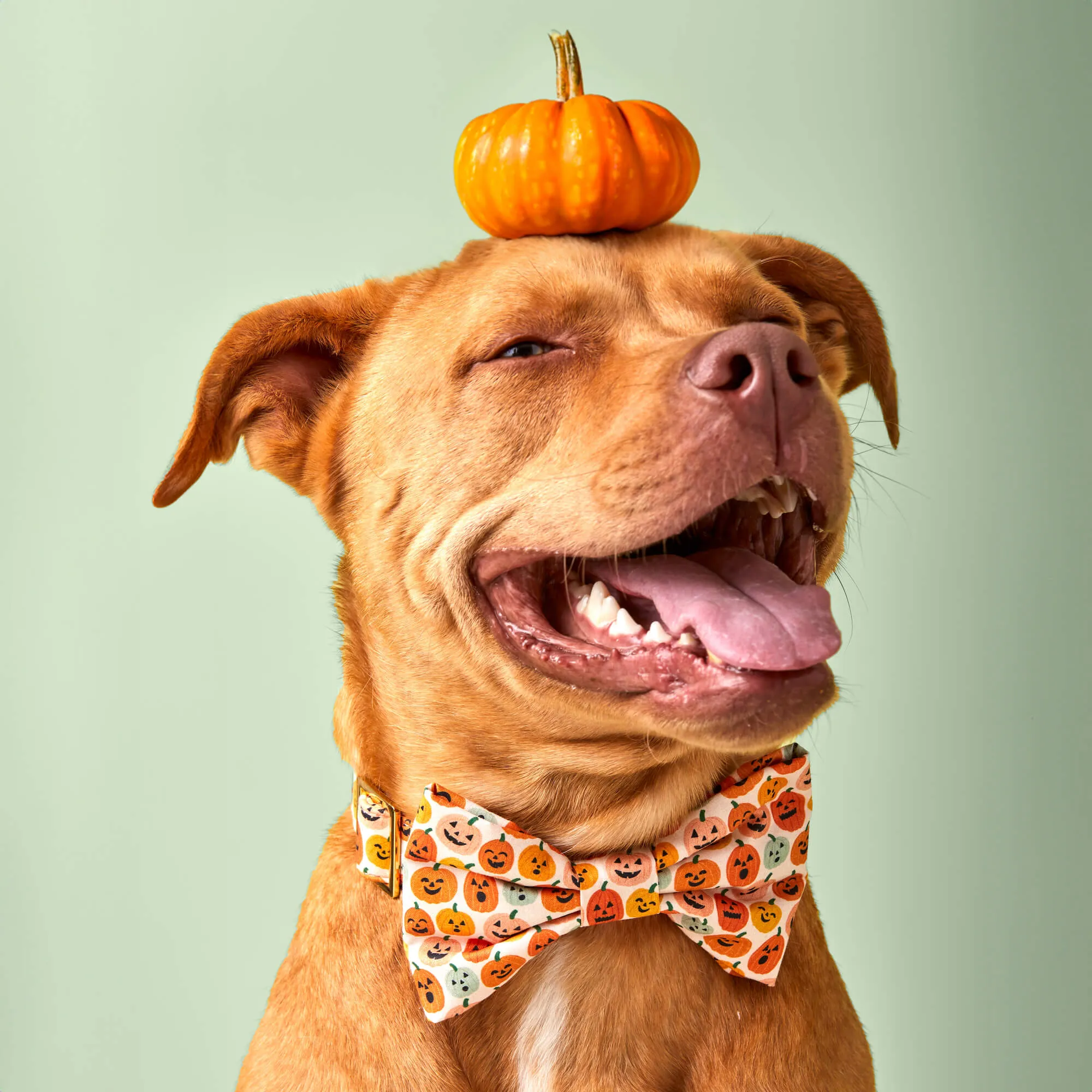 Jack-o’-Lanterns Bow Tie Collar