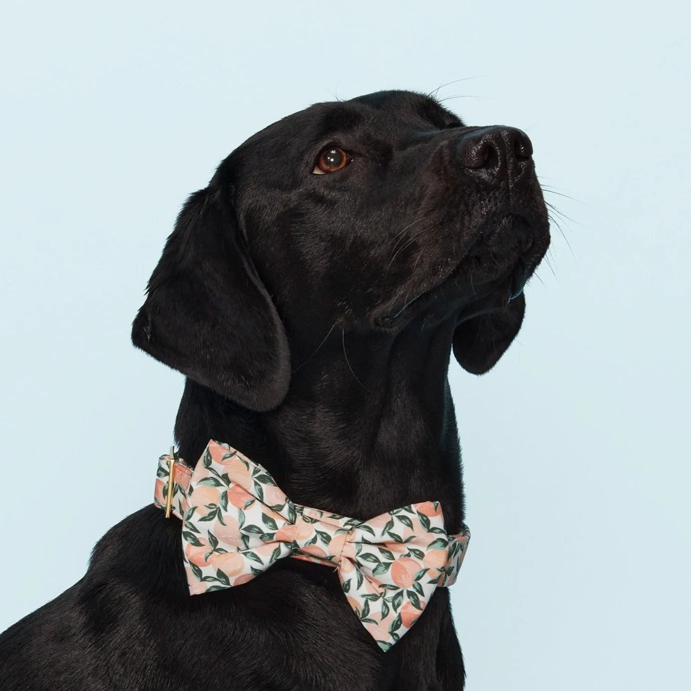 Peaches and Cream Bow Tie Collar