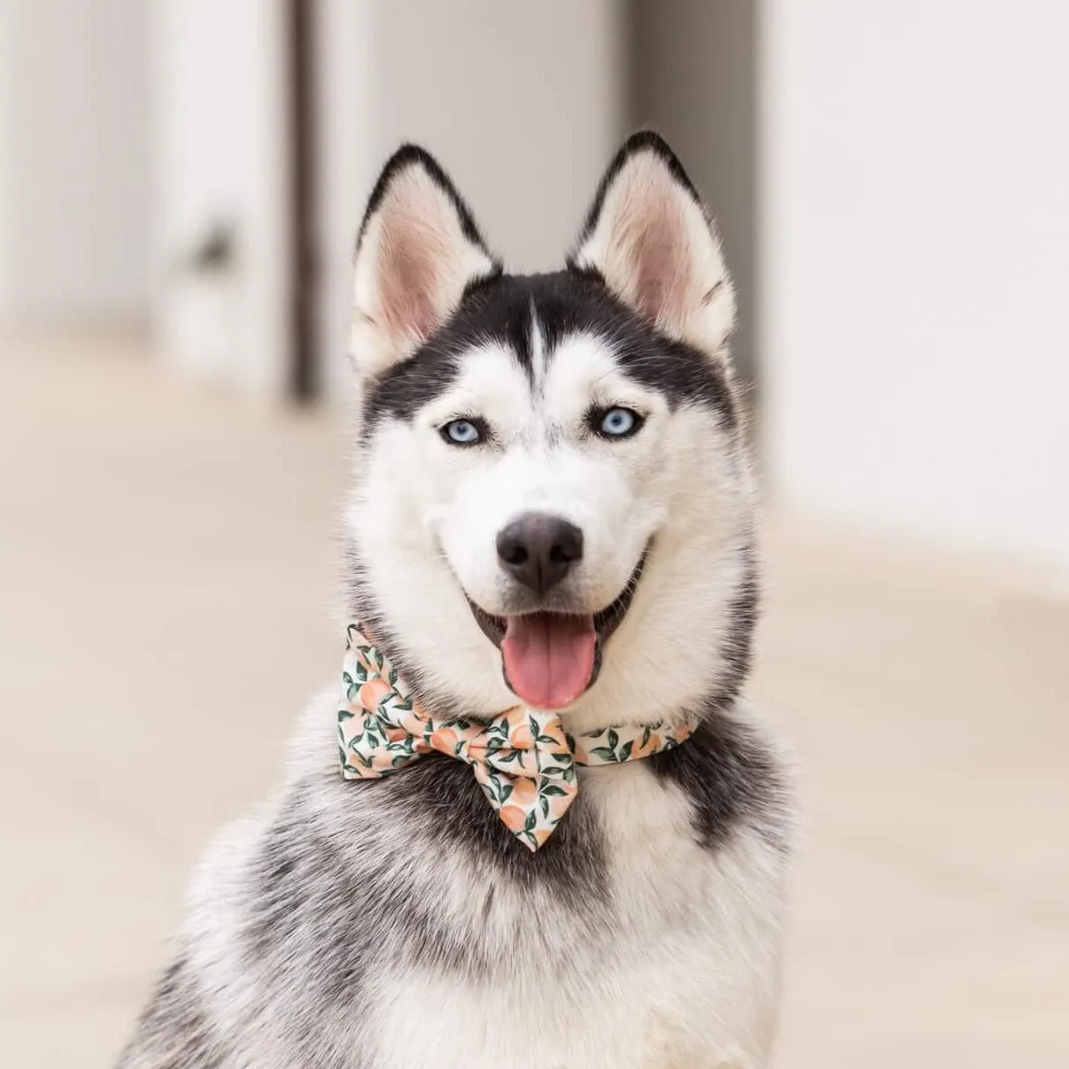 Peaches and Cream Bow Tie Collar