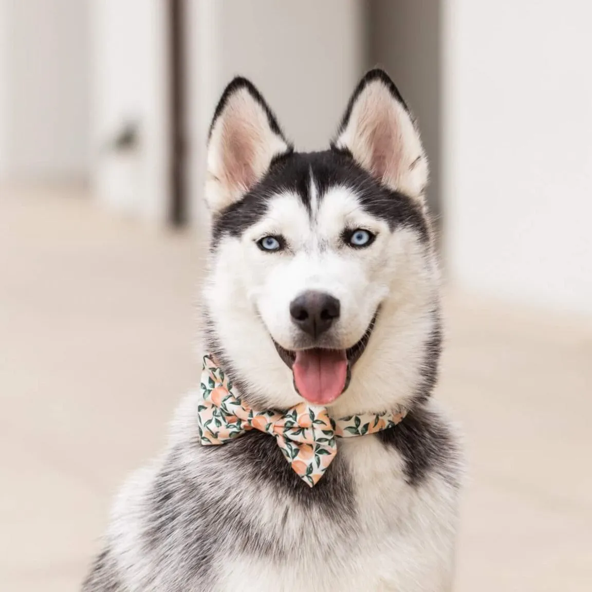 Peaches and Cream Dog Bow Tie