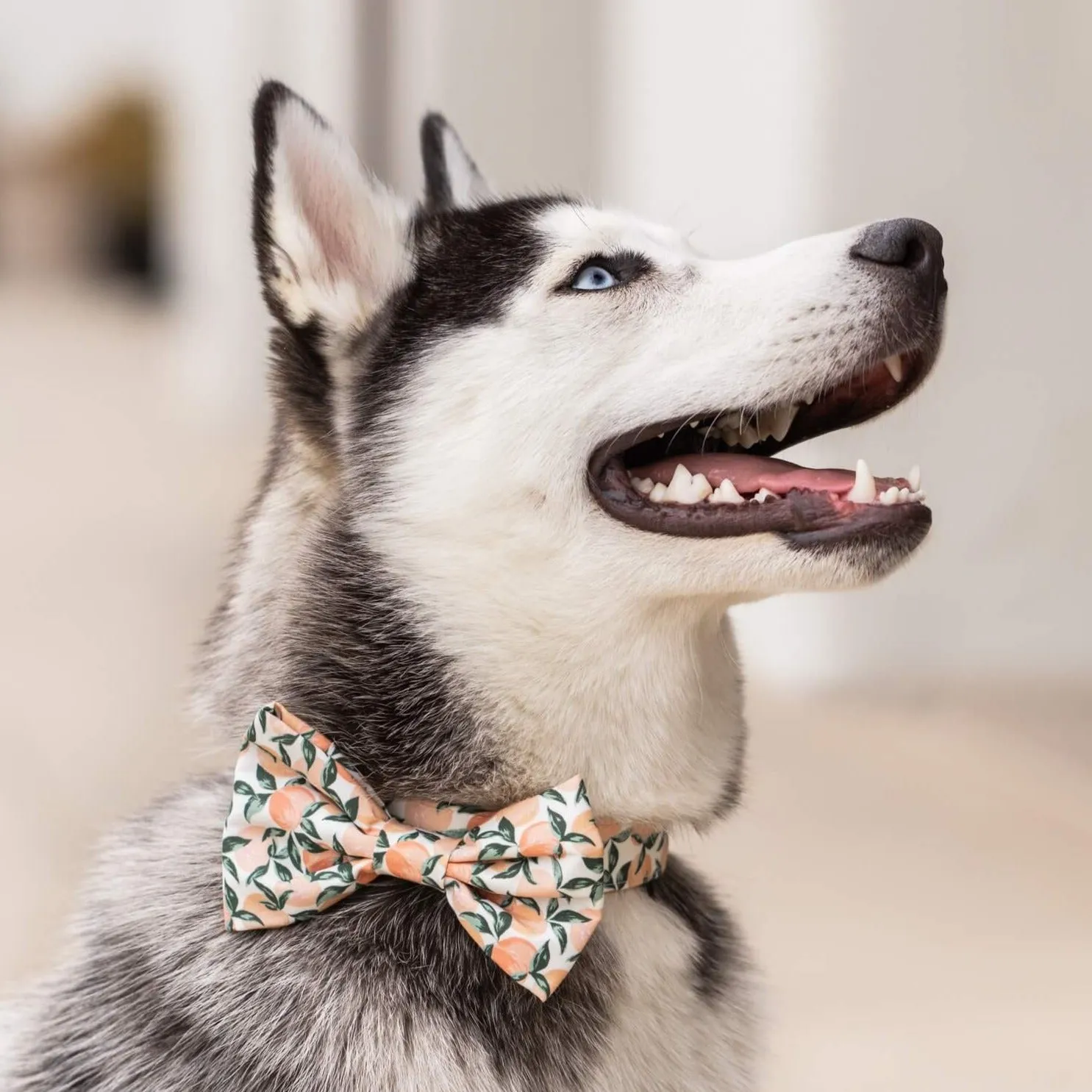 Peaches and Cream Dog Bow Tie